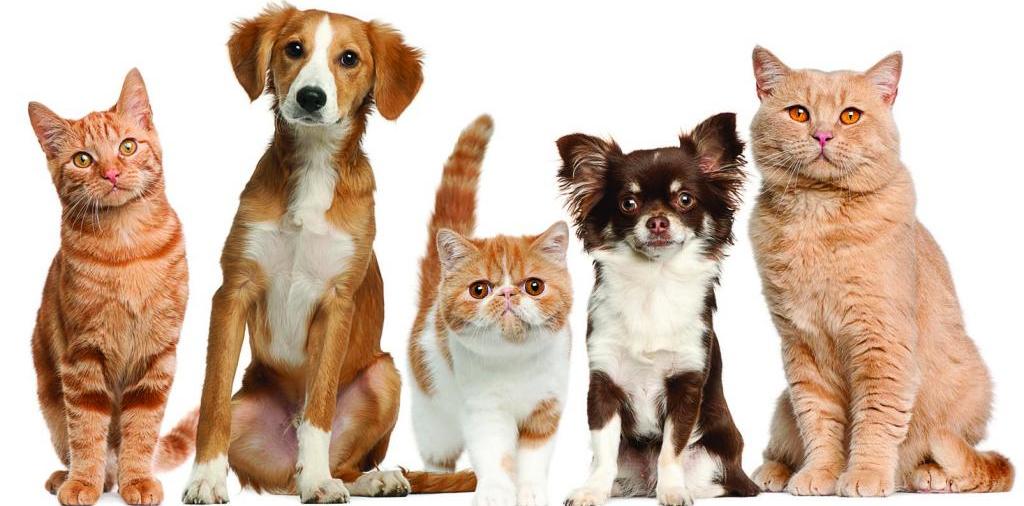 Доска объявлений о животных | ЗооТом - продажа, вязка и услуги для животных в Порхове