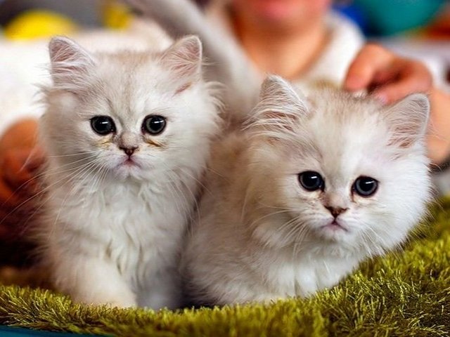 Породы кошек в Порхове | ЗооТом портал о животных