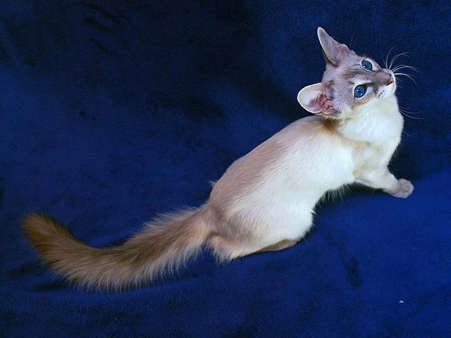 Выведенные породы кошек в Порхове | ЗооТом портал о животных