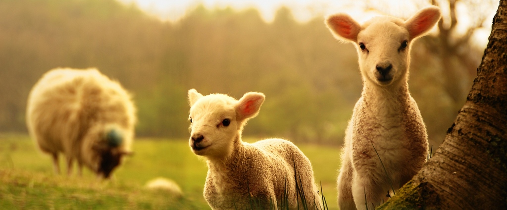 Объявления о сельскохозяйственных животных | ЗооТом - продажа, вязка и услуги для животных в Порхове