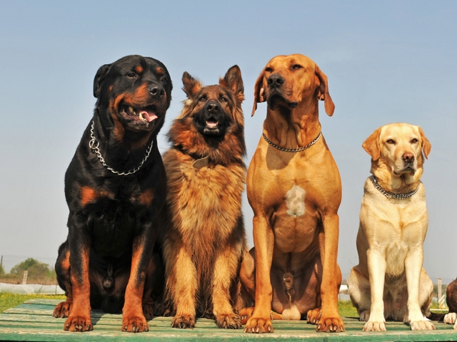 Крупные породы собак в Порхове | ЗооТом портал о животных