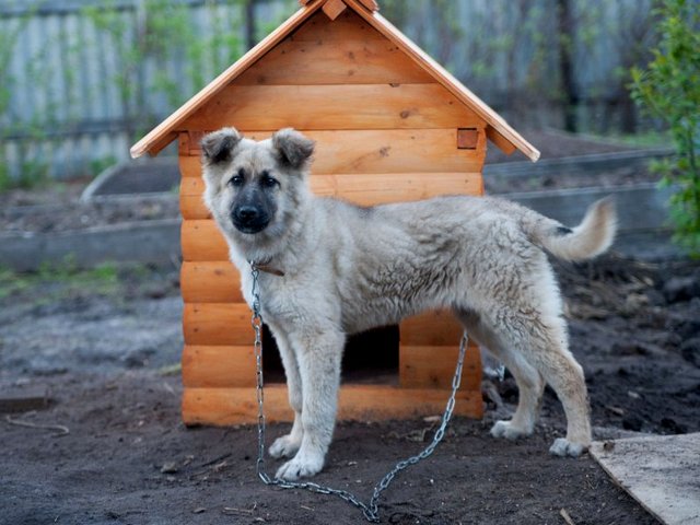 Все о собаках в Порхове Все о собаках в Порхове